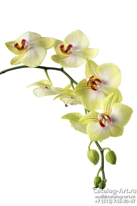 Yellow orchids 12